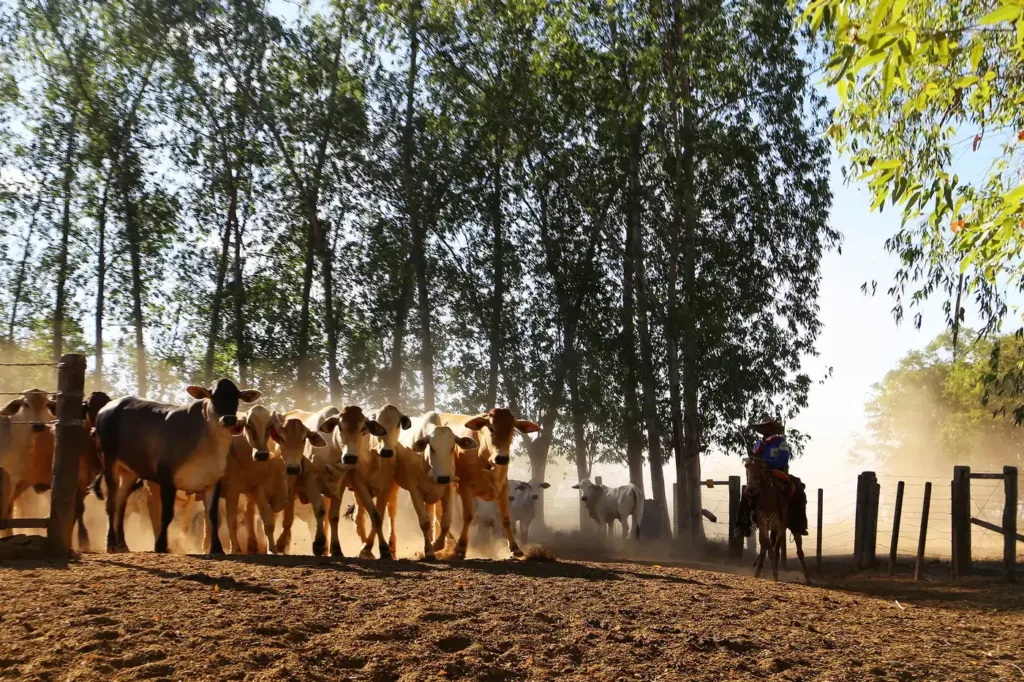 Pará pode ser beneficiado com a guerra comercial que vem sendo travada entre Estados Unidos e China na área do agronegócio Pará pode ser beneficiado com a guerra comercial que vem sendo travada entre Estados Unidos e China na área do agronegócio