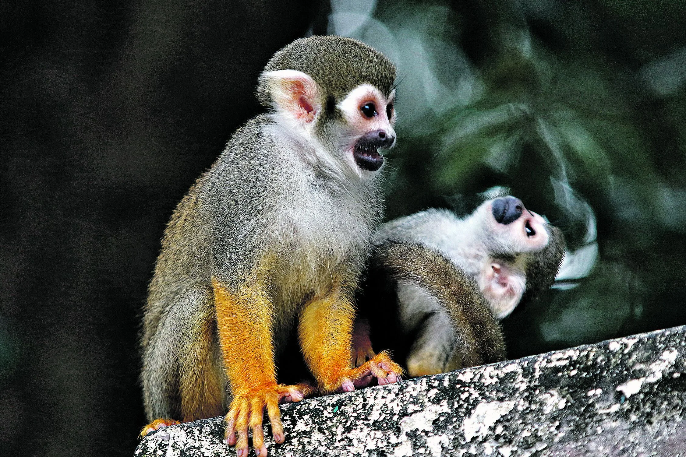 O bioma amazônico é o mais rico do Brasil e um dos maiores do mundo, com a flora e fauna paraense se destacando. Por isso a importância de se preservar esse rico patrimônio para as futuras gerações