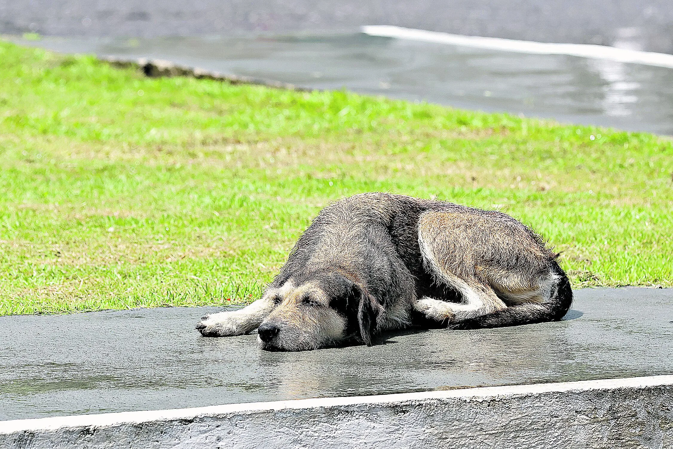 O abandono de animais é crime ambiental, de acordo com a Lei nº 9.605/98. A pena para quem comete este crime pode ser prisão, multa e perda da guarda do animal.  Foto: Irene Almeida/Diário do Pará