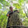 Os municípios de Cametá e Igarapé Miri, localizados na região do baixo Tocantins, no Pará, são os maiores produtores de açaí do Brasil e do mundo. Cerca de 95% do açaí exportado do Brasil vem do estado do Pará e esses dois municípios junto com outras cerca de 4 cidades são os polos de produção do estado. Muitos desafios se colocam para os produtores locais e pro meio ambiente diante desse “novo” ciclo econômico que cresce na Amazônia brasileira. Haja vista que nos últimos dez anos a produção de açaí dobrou. Viajando entre essas duas cidades é possivel perceber o que os cientistas tem chamado de açaização da Amazônia, isto é, o crescimento da plantação de açaí de maneira monocultiva, o que implica em vários problemas para a diversidade local. Essas fotografias fazem parte do projeto METIS, uma parceria da Agencia Francesa de Desenvolvimento com o IPAM, organização não governamental que atua junto aos produtores de açaí da região de Cametá e Igarapé Miri na busca de melhorias para os produtores de açaí – nucleos familiares e comunitários. O trabalho fotográfico foi realizado junto as mulheres, que assumem vários papéis na cadeia produtiva do açaí.