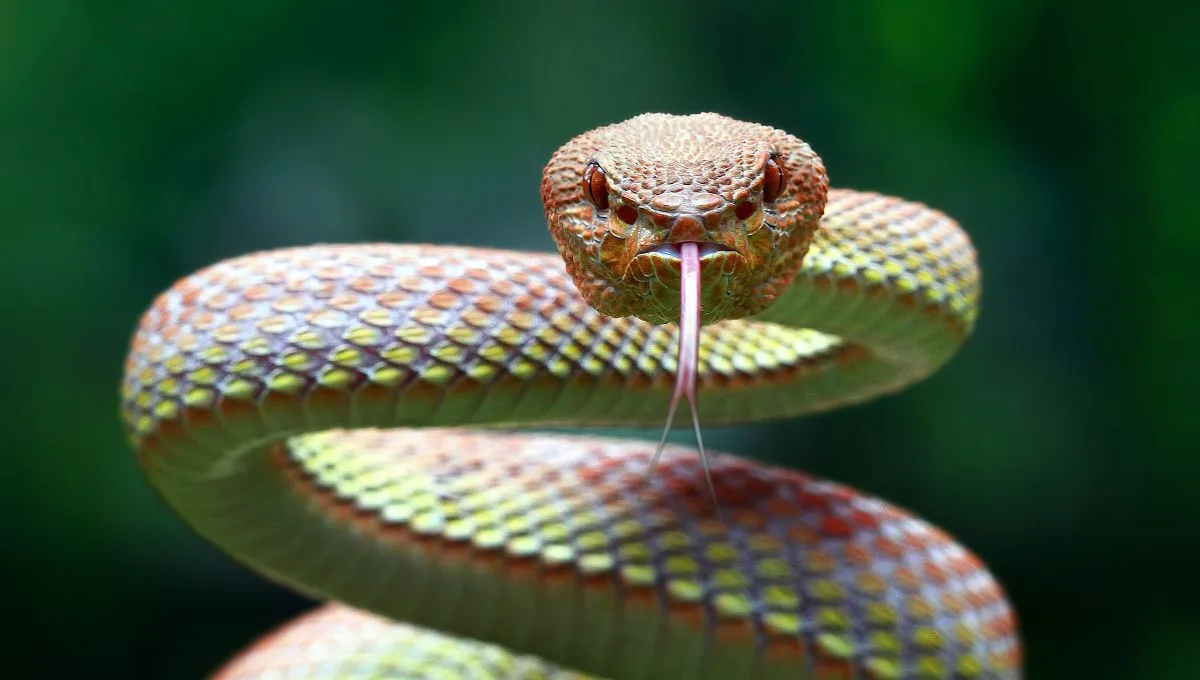 Ano da Serpente: O que sabemos sobre esses animais na Amazônia?