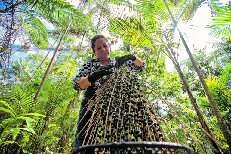 Como é sabido, a destinação do caroço do açaí é um desses desafios e foi pouco utilizado como matéria-prima de valor agregado