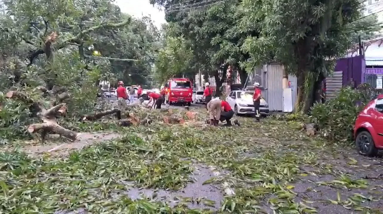 Uma árvore de grande porte caiu na Avenida Magalhães Barata, em Belém, devido à forte chuva.