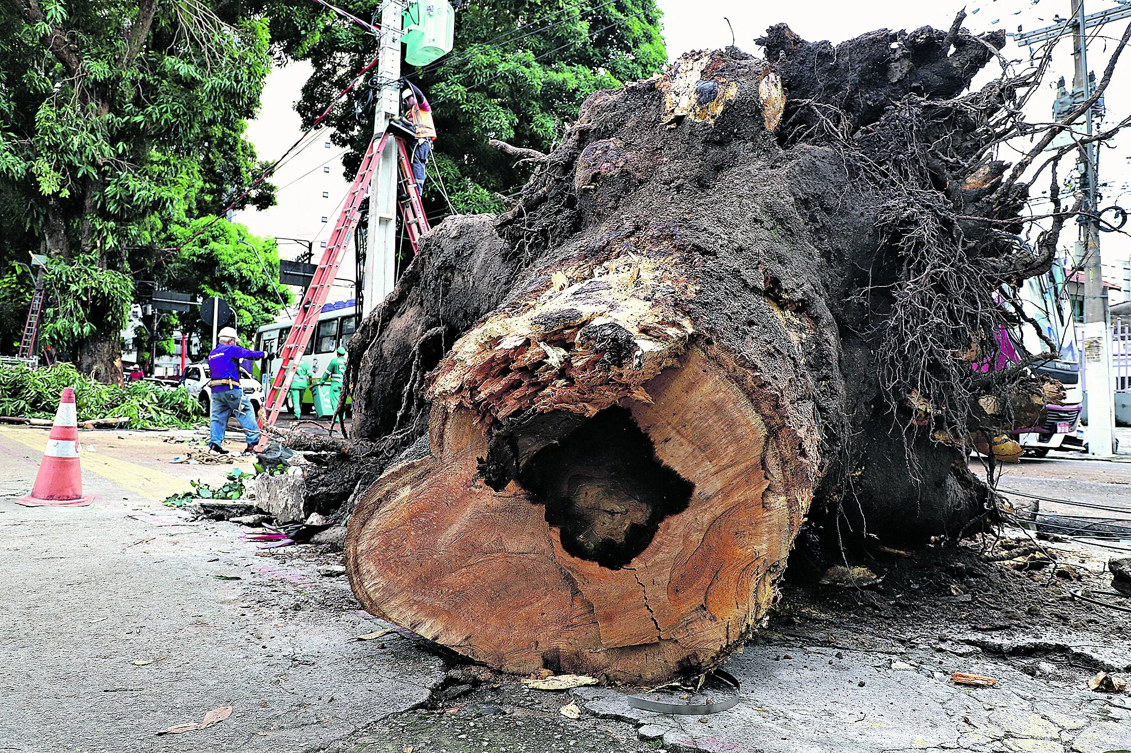 Desse total, 27 têm risco iminente de queda segundo mapeamento técnico realizado pela Secretaria Municipal de Meio Ambiente e Clima (Semma). Neste ano de 2025, 11 árvores já caíram na capital