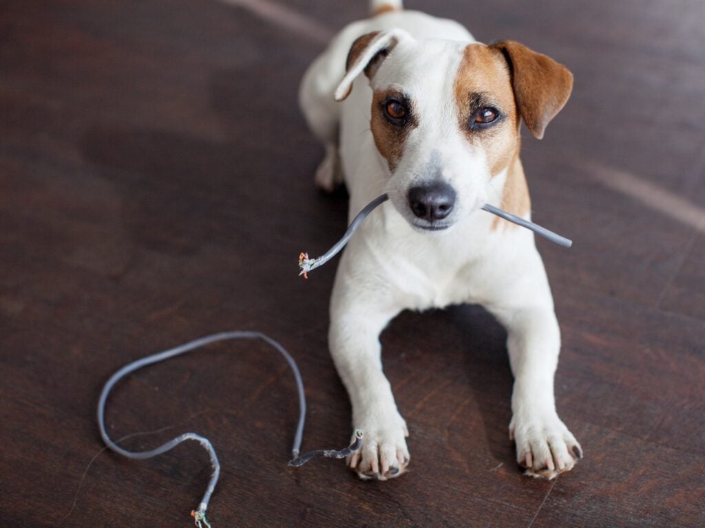 Voltada à população de baixa renda da região metropolitana de Belém, a ação tem como foco conscientizar tutores sobre a importância da prevenção e dos cuidados básicos com cães e gatos