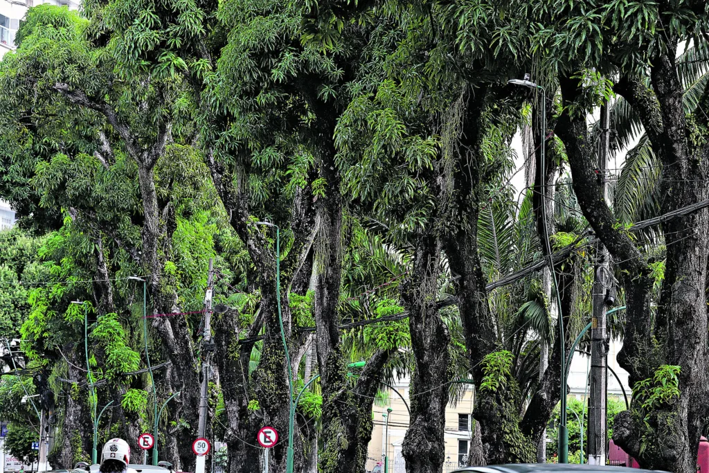 Neste feriado, o Pará terá redução das áreas de instabilidade, com predomínio de sol entre poucas nuvens.
