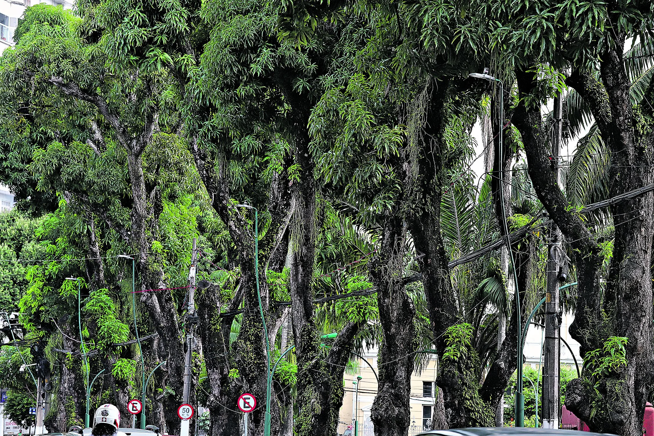 Cuidados com as árvores, período de chuvas e ventos fortes ja derrubaram 11  mangueiras nesse início de ano. 04-02-2025

 Foto: Wagner Almeida / Diário do Pará.