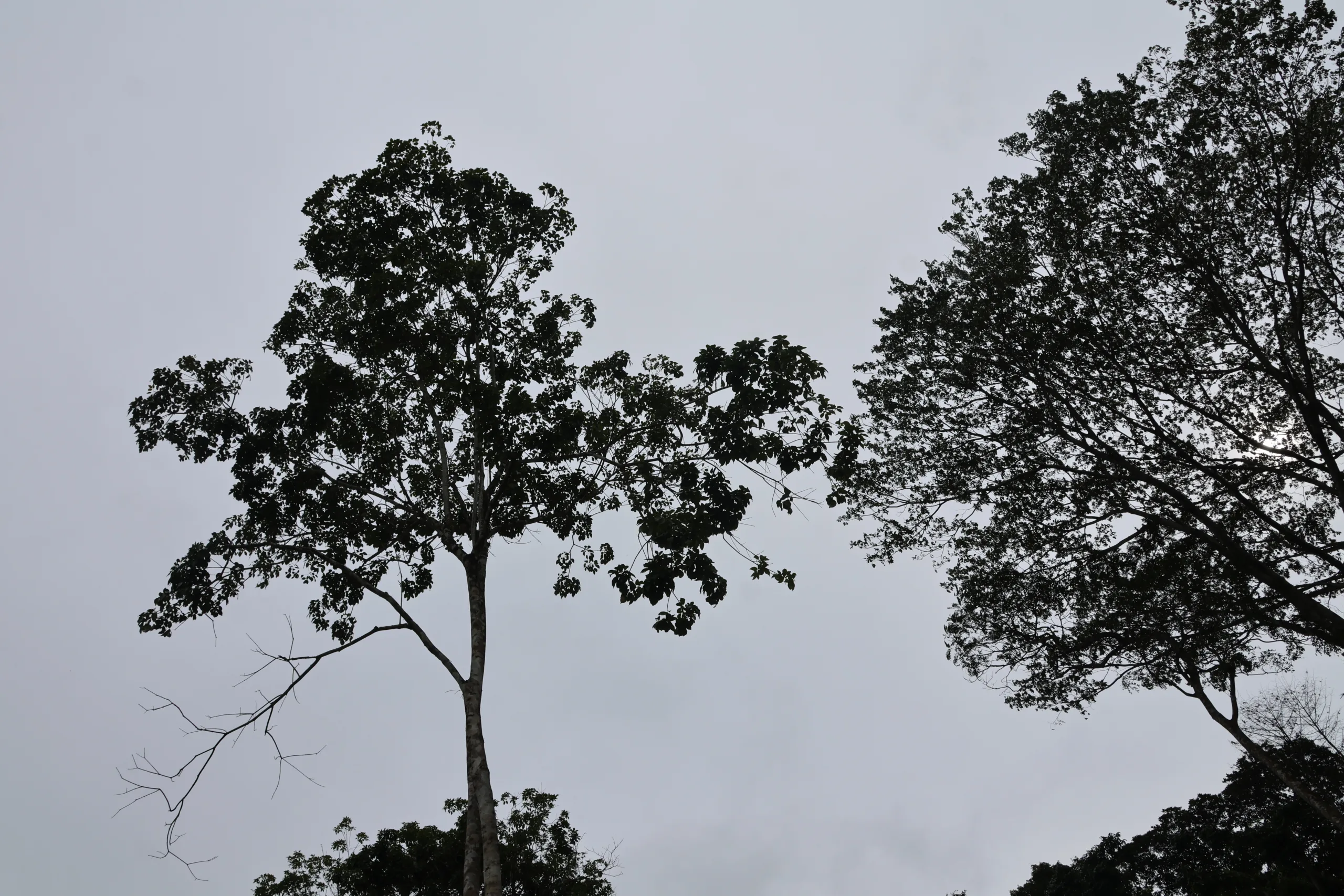 Fotos: Irene Almeida/Diário do Pará