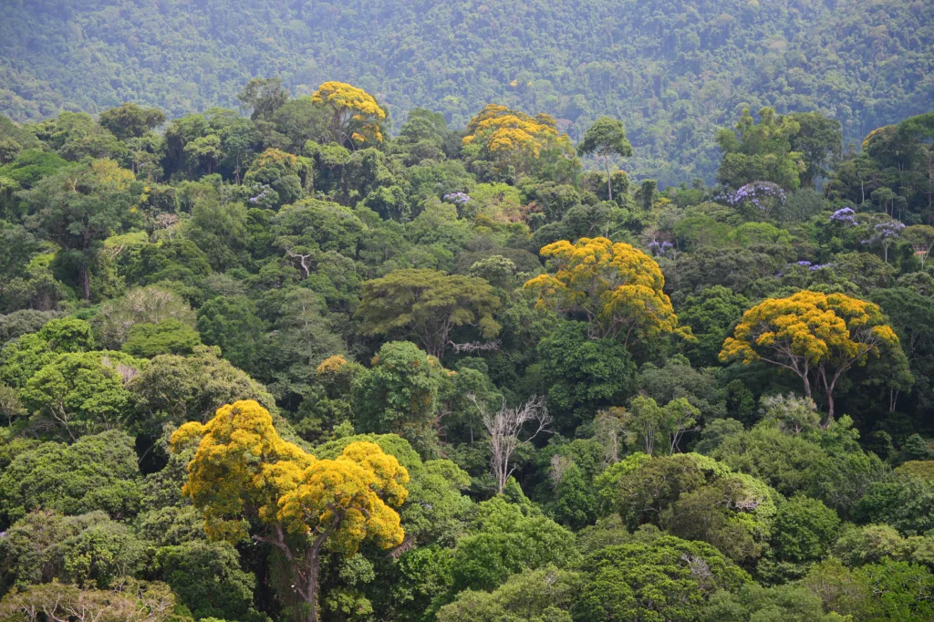 Conheça o Programa Novo Carajás da Vale, que promete investimentos de R$ 70 bilhões e expansão na produção de cobre.