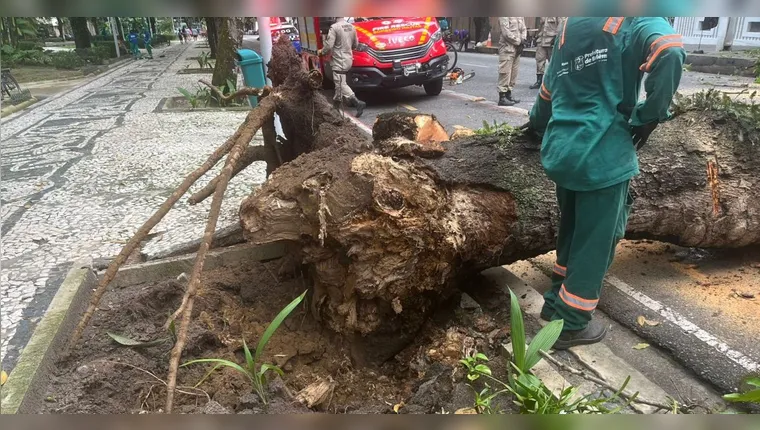 Uma mangueira caiu na praça Batista Campos em Belém, causando interdição do trânsito. Corpo de Bombeiros realiza remoção do vegetal. | Paulo Cidadão/RBATV