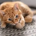 Nova diretriz internacional recomenda imunização obrigatória para gatos filhotes e adultos com risco de exposição Reprodução