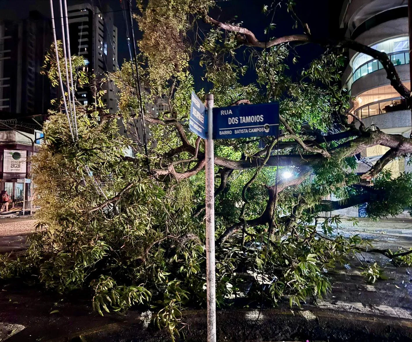 Conheça o plano emergencial de supressão de árvores em Belém (PA). Prefeitura mapeou 98 árvores precisando de manutenção.