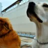 Cruzeiro para cachorros navegará pelo Caribe em novembro