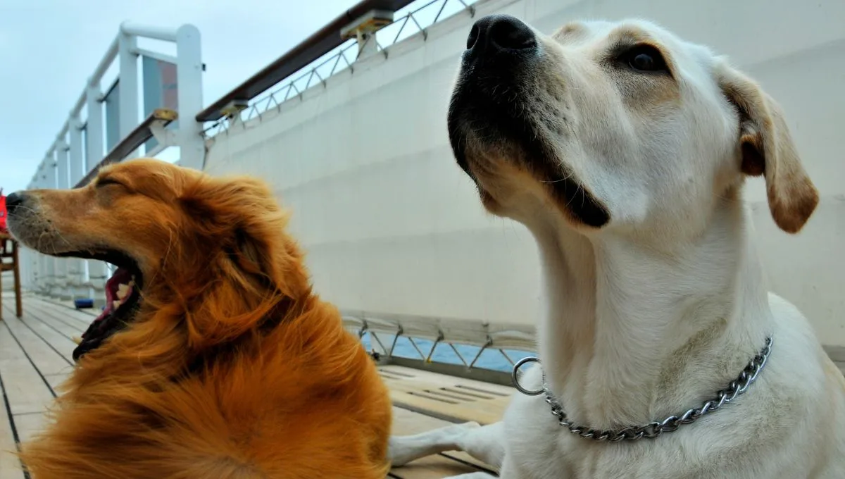 Cruzeiro para cachorros navegará pelo Caribe em novembro