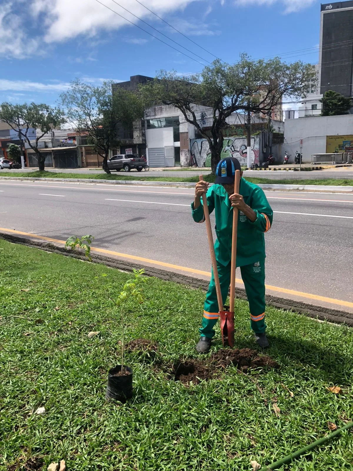 Foram priorizadas plantas que exigem pouca manutenção e apresentam resistência a condições adversas. Foto: Comus