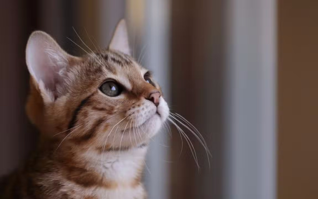 Os gatos são animais cheios de personalidade. Eles podem ser independentes, mas também carinhosos e companheiros.