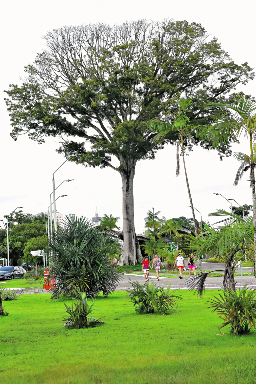 . Foto: Irene Almeida/Diário do Pará