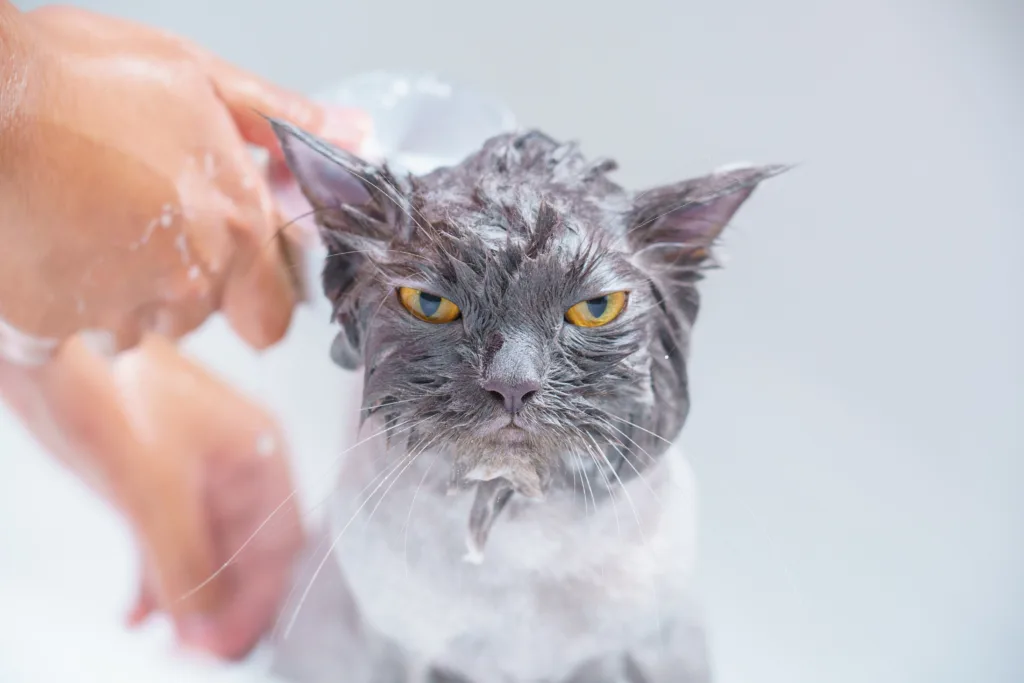 Veterinária do CEUB revela segredos da higiene dos felinos domésticos