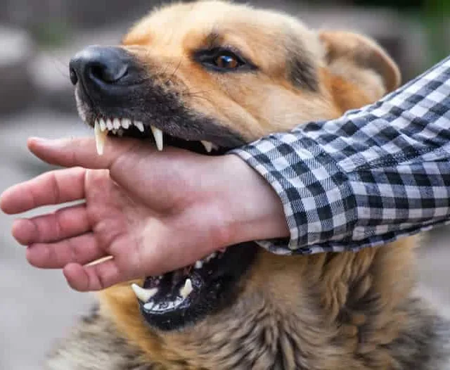 O trabalhador sofreu uma lesão no joelho esquerdo ao ser atingido por seu próprio cachorro enquanto trabalhava remotamente.