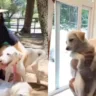 Cães da atriz do namorado Daniel Dantas foram adotados sem seu consentimento
