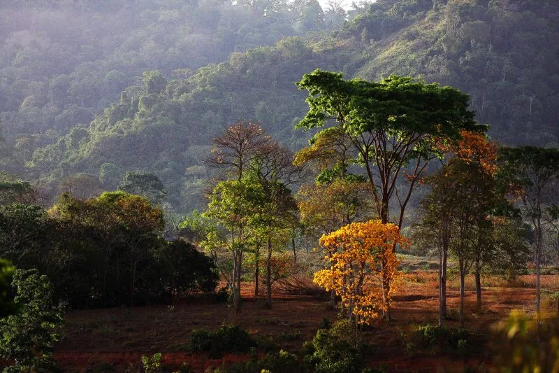 As áreas concedidas à iniciativa privada para restauração com espécies nativas somam cerca de 30 mil hectares

