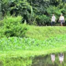 Parque Estadual do Utinga abriga diversas espécies do bioma amazônico, manancial e proporciona a prática de atividades ao ar livre .