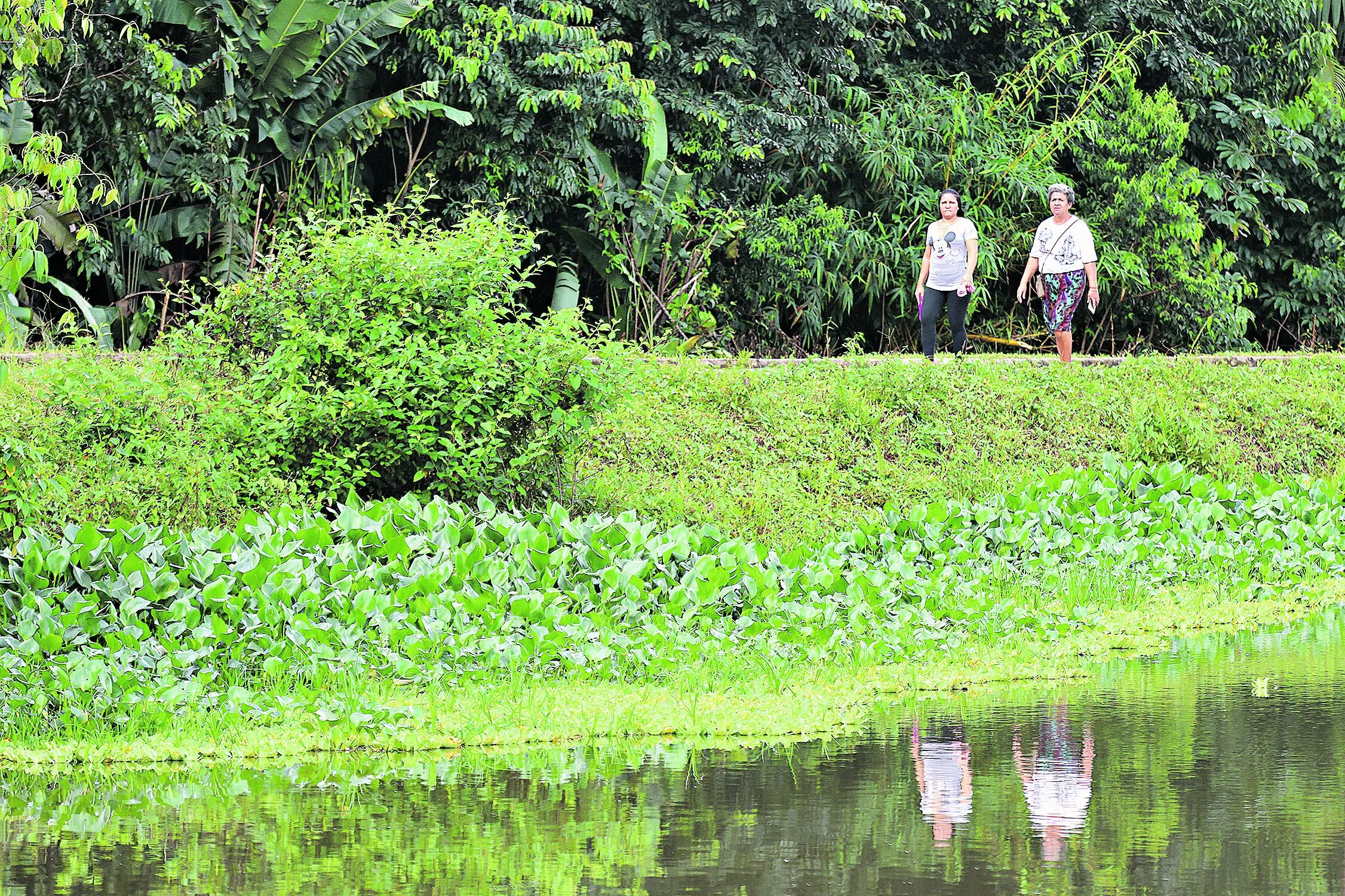 Parque Estadual do Utinga abriga diversas espécies do bioma amazônico, manancial e proporciona a prática de atividades ao ar livre .