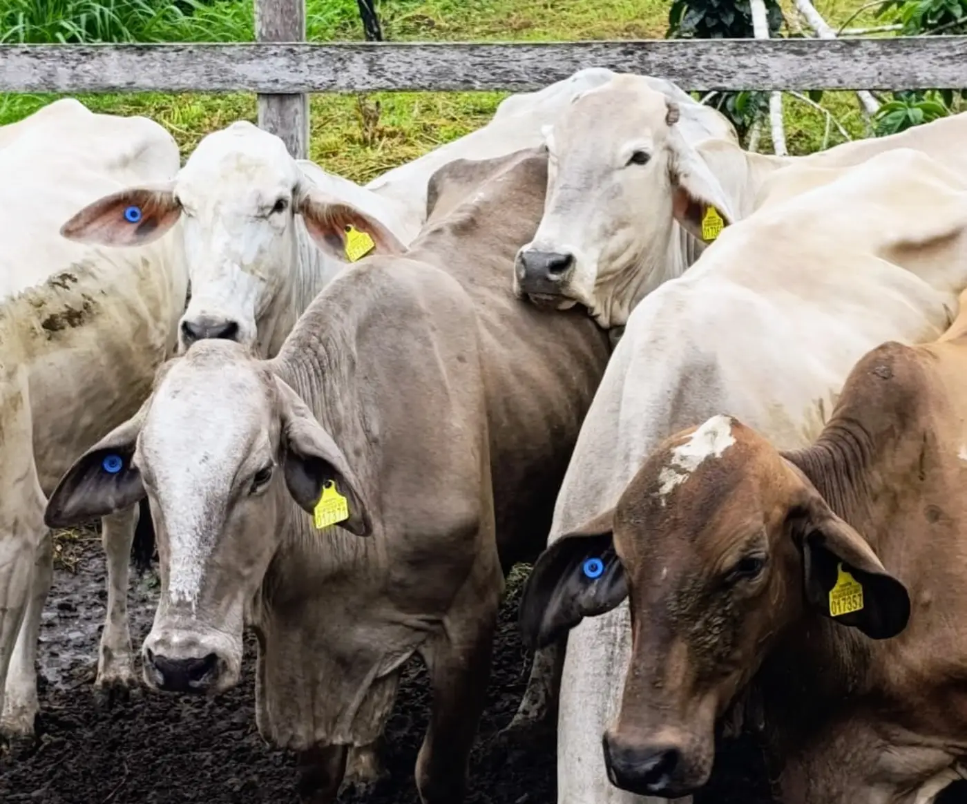 A taxa do agro foi revogada no Pará