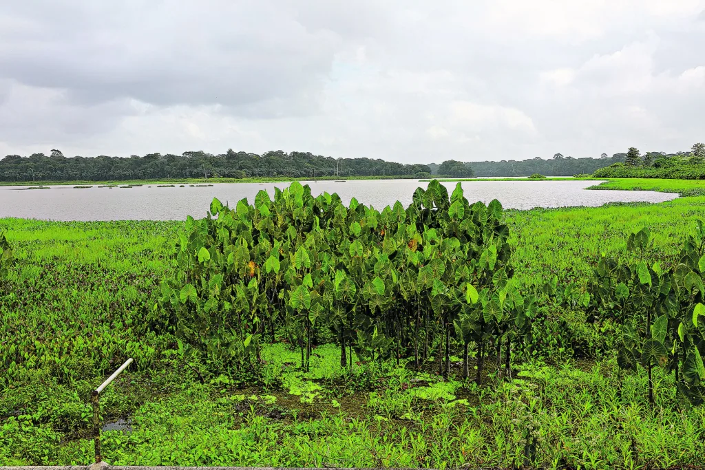 Belém, Pará, Brasil. Cidade. Parque do Utinga, que é uma Unidade de Conservação, com enfoque no fato de ter em sua área uma floresta nativa em pleno centro urbano da cidade-sede da COP 30 e o lago Bolonha, que é usado para abastecer a rede de água de Belém. 28/02/2025. Foto: Irene Almeida/Diário do Pará