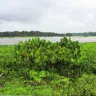 Belém, Pará, Brasil. Cidade. Parque do Utinga, que é uma Unidade de Conservação, com enfoque no fato de ter em sua área uma floresta nativa em pleno centro urbano da cidade-sede da COP 30 e o lago Bolonha, que é usado para abastecer a rede de água de Belém. 28/02/2025. Foto: Irene Almeida/Diário do Pará