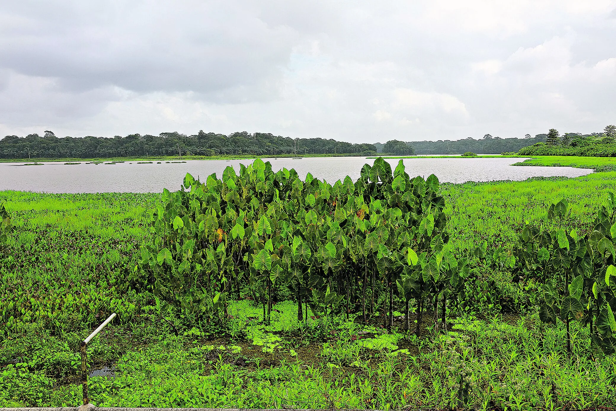 Belém, Pará, Brasil. Cidade. Parque do Utinga, que é uma Unidade de Conservação, com enfoque no fato de ter em sua área uma floresta nativa em pleno centro urbano da cidade-sede da COP 30 e o lago Bolonha, que é usado para abastecer a rede de água de Belém. 28/02/2025. Foto: Irene Almeida/Diário do Pará