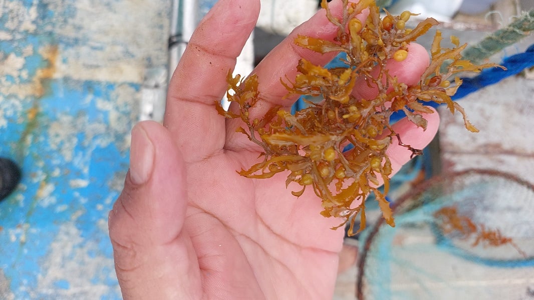 egundo o pesquisador Edson Vasconcelos, essas algas têm origem no Mar de Sargassum, no Atlântico Norte, e são registradas desde as grandes navegações.