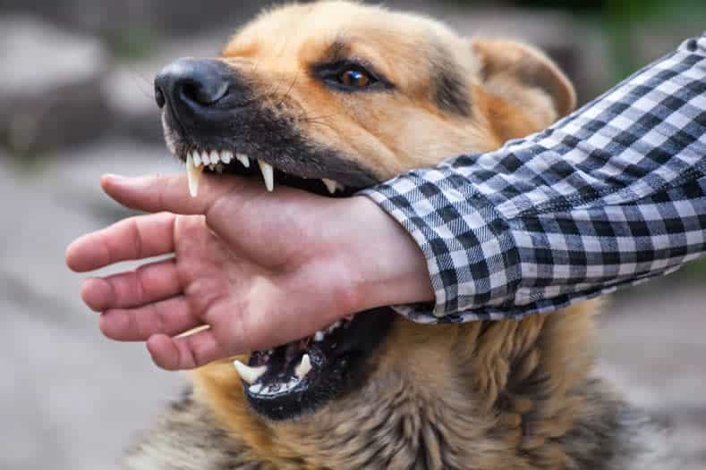 O trabalhador sofreu uma lesão no joelho esquerdo ao ser atingido por seu próprio cachorro enquanto trabalhava remotamente.