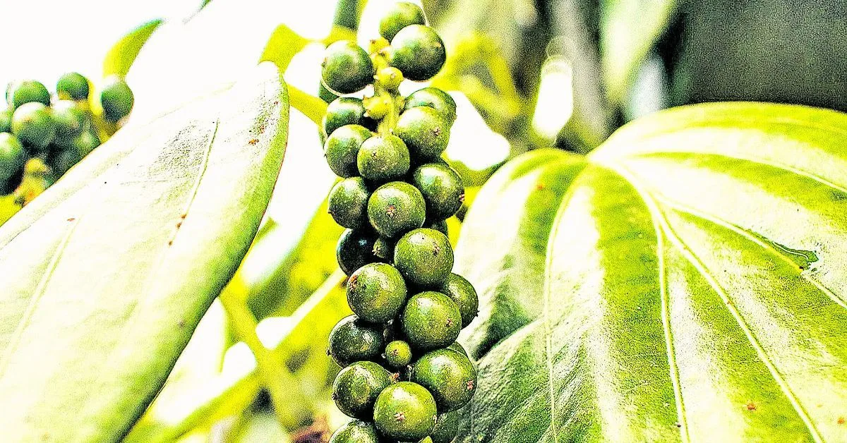 A pimenta-do-reino é uma planta trepadeira e que, portanto, necessita de uma estaca para se apoiar, o que se conhece como ‘tutor morto’.