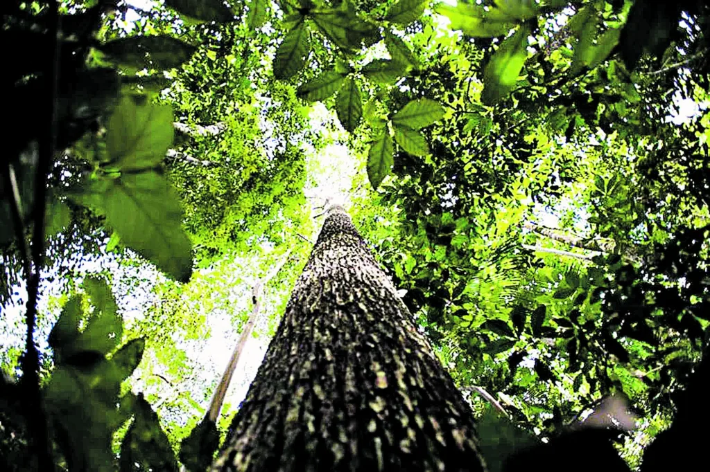 Os créditos de carbono podem facilitar o investimento em projetos ecológicos, tais como energias renováveis e reflorestamento

FOTO: Marcelo Camargo / Agência Brasil