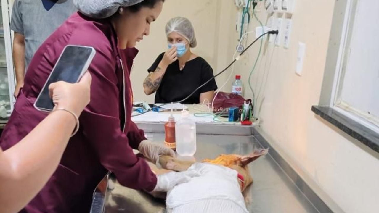 Animal foi conduzido pela equipe da Defesa Civil Municipal para o Hospital Veterinário Municipal Dr. Vaya