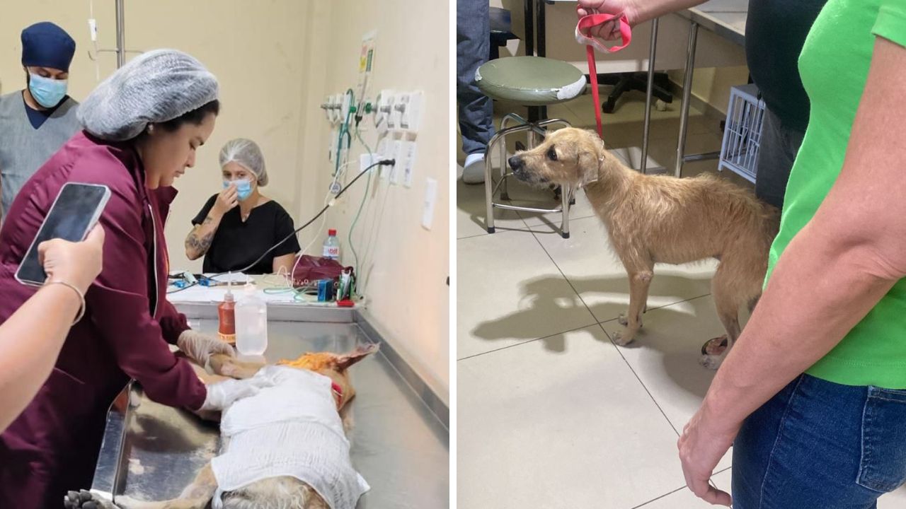 O cachorro, que foi batizado de Fiapo, recebeu todo o atendimento e cuidados necessários da equipe do Hospital Veterinário Municipal Dr. Vahia. Foto: Agência Belém