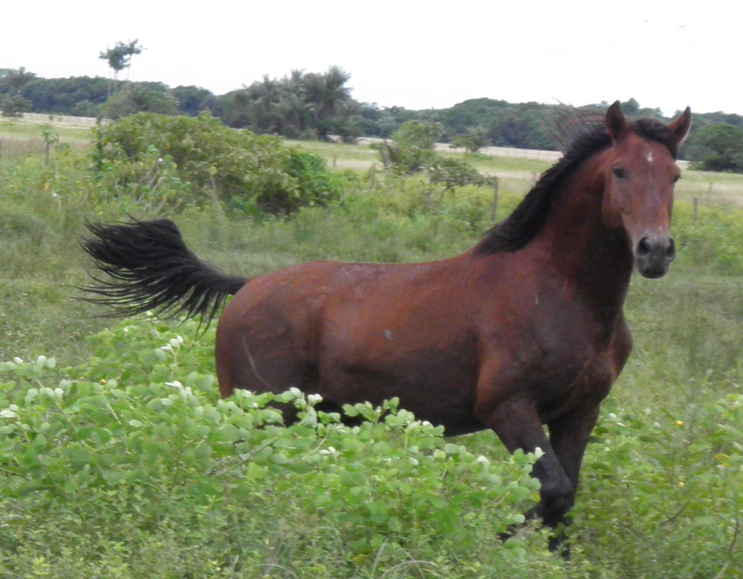 O Pará é o segundo estado com o maior rebanho de equinos do Brasil, ficando atrás apenas de Minas Gerais.