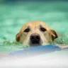 Ocorrências com animais em pet shops podem gerar indenizações