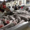A procura pelo pescado da Sexta-Feira Santa movimentou a Pedra e o Mercado de Peixe do Ver-O-Peso. O movimento em busca do almoço que antecede a Páscoa foi intenso na manhã desta quinta-feira (17).