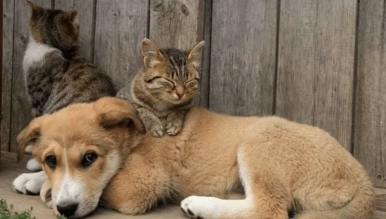 Nova lei proíbe tatuagens e piercings com fins estéticos em cães e gatos em todo o Brasil