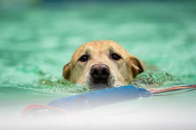 Ocorrências com animais em pet shops podem gerar indenizações