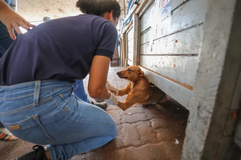 Sepda inicia castração de cães no Ver-o-Peso em ação pioneira de proteção animal