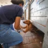 Sepda inicia castração de cães no Ver-o-Peso em ação pioneira de proteção animal