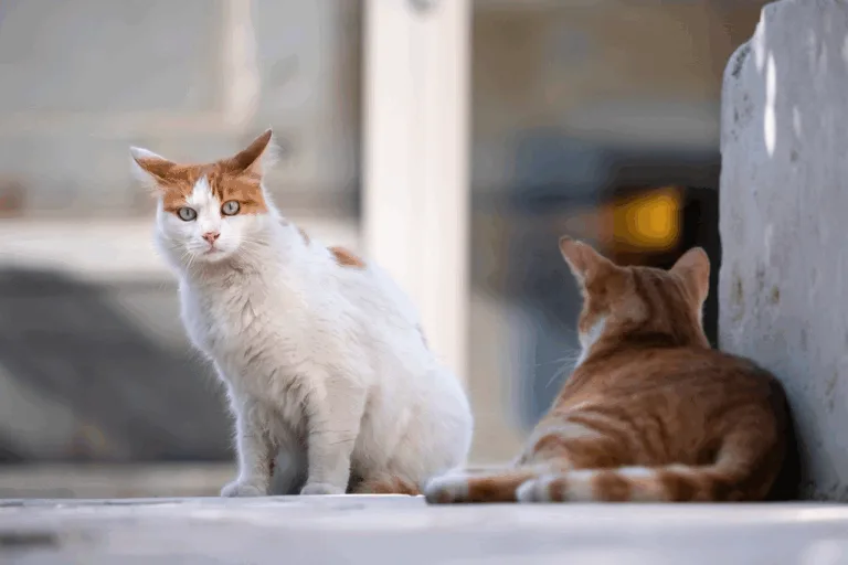 Gatos são verdadeiros guardiões espirituais: entenda mais sobre isso Gatos são verdadeiros guardiões espirituais: entenda mais sobre isso