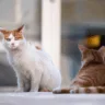 Gatos são verdadeiros guardiões espirituais: entenda mais sobre isso