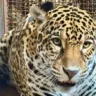 A onça-pintada Ruana deixou o Pará e já está em seu novo lar: o Zoológico de São Paulo.