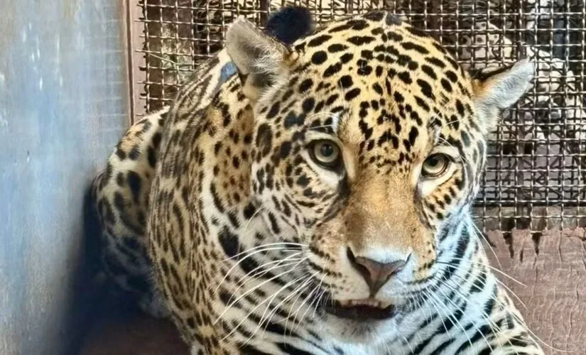 A onça-pintada Ruana deixou o Pará e já está em seu novo lar: o Zoológico de São Paulo.