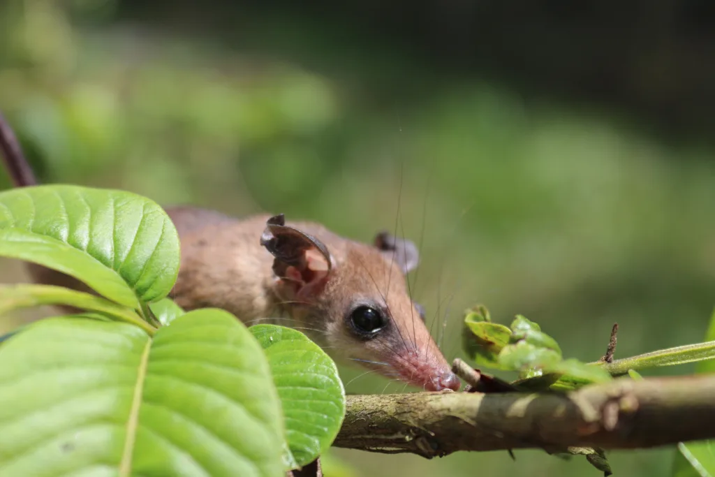 Pesando poucas gramas, os pequenos mamíferos não voadores presentes na floresta amazônica podem até passar despercebidos, Pesando poucas gramas, os pequenos mamíferos não voadores presentes na floresta amazônica podem até passar despercebidos,