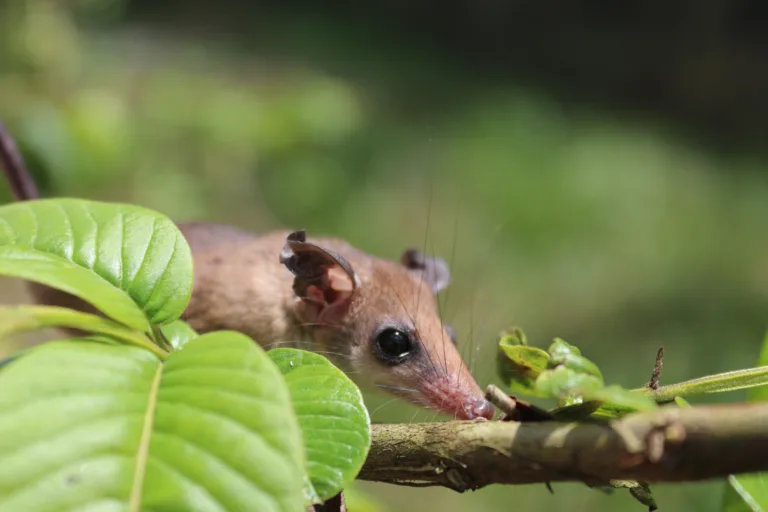 Pesando poucas gramas, os pequenos mamíferos não voadores presentes na floresta amazônica podem até passar despercebidos,